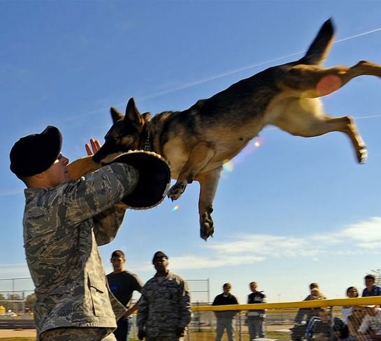 flying dog! oh no!